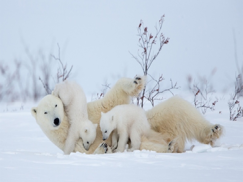 李先生夫妇成功案例